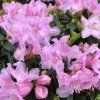 rhododendron blue peter penisnik velkokvety
