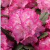 rhododendron blurettia m002360 h 0