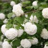 Viburnum opulus 'Roseum', kalina obecná, výška sazenice 15-20 cm, kontejner