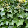 hedera helix 500