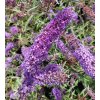buddlea manho blue