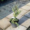 juniperus squamata blue carpet