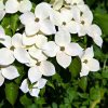 Cornus kousa