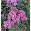 spiraea anthony vaterer