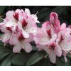 Rhododendron Cassata 01