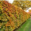 Carpinus betulus, habr obecný, výška 30-50cm, kontejner