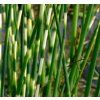Scirpus tabernaemontani 'Zebrinus' - skřipinec bahení