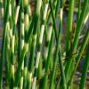 scirpus