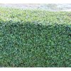 ligustrum oval.