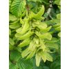 Hornbeam fruit (3830093451)
