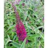 buddlea plum