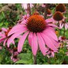 Echinacea purpurea 1