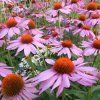 echinacea