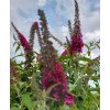 buddlea red2