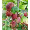 Červený středně pozdní angrešt 'KARMEN', stromkový