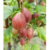 Červený středně pozdní angrešt 'KARMEN', stromkový