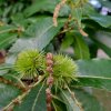 Kastanea plod