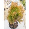 Thuja platycladus orientalis  'Aurea nana', zeravec východní, výška sazenice 30-40 cm, kontejner