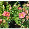 Potentilla fruticosa 'Danny Boy', mochna křovitá, výška sazenice 20-30cm, kontejner