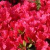Azalea japonica canzonetta2 e1582019490488