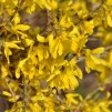 forsythia nuget