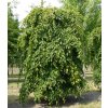carpinus betulus pendula strom ano