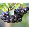 aronia