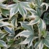 white ripple ivy