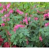 Dicentra