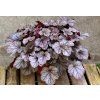 Heuchera Milan