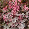 Heuchera Milan