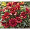 gaillardia