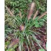 Pennisetum alopecuroides 'Moudry', dochan psárkovitý (vousatec), kontejner 2,5l