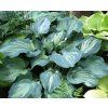 Guardian Angel Hosta