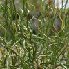 juncus spiralis