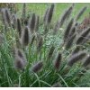 pennisetum alopecuroides black