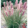 Pennisetum alopecuroides Red Head