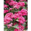 Crataegus laevigata 'Paul's Scarlet' hloh obecný,  výška kmínku 180 cm, kontejner