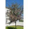 Crataegus strom