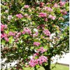 crataegus květ