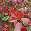 photinia fraseri red robin p486 7201 image