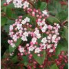 viburnum tinus gwenllian