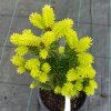 pyramidalis