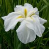 iris white ladies