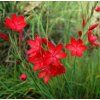 schizostylis coccinea major