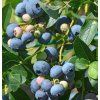 T2017 2016 Vaccinium corymbosum Patriot
