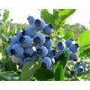 vyrp11 903Vaccinium corymbosum Spartan 01