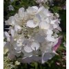 Hydrangea paniculata 'Diamant Rouge', hortenzie latnatá, výška sazenice 30-40 cm, kontejner