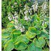 Hosta FrancesWilliams