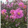 anemone